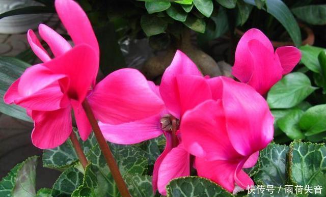 生长|要想植物长得旺盛,修剪的步骤不可缺少,这3种花更是典型!