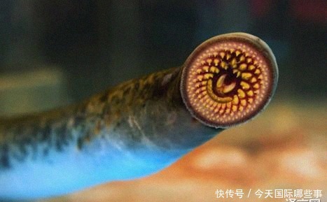 食物|古代国外名人的食物癖好有多怪?爱因斯坦爱吃不加肉酱的意大利面