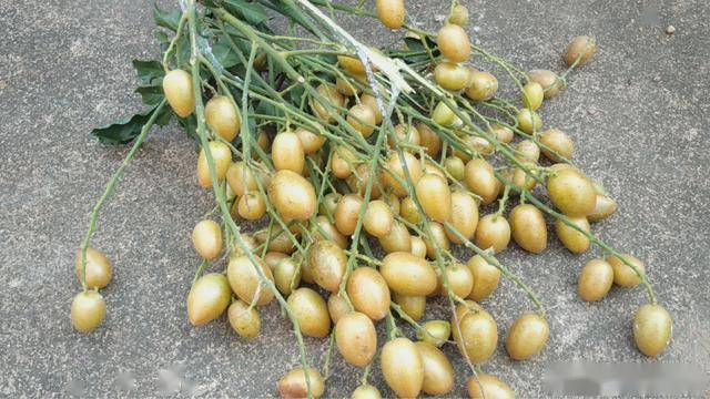 做法|百吃不腻的黄皮鸭做法,关键一步做好,清香开胃没一点腥味