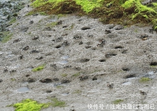 集结|百万泛滥的螃蟹大军集结，游客见状大呼“牙根痒痒”