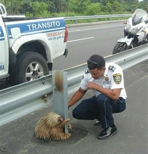  交警|城乡道路出现异样，交警赶来却发现不明物体抱着栏杆瑟瑟发抖