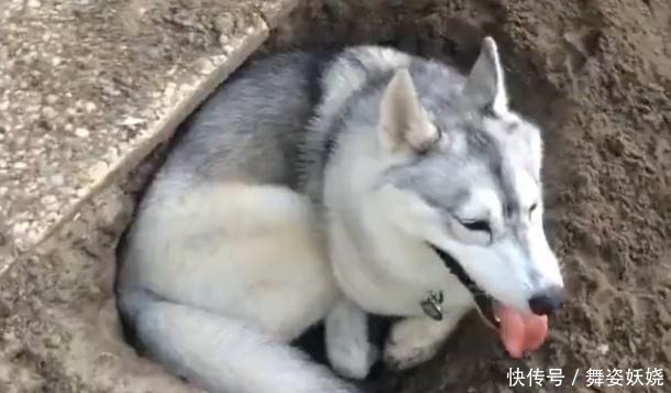 些狗狗|二哈在院子偷建“别墅”，躺下去还很合身，蓝翔毕业的呢