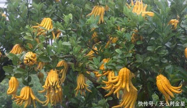 好吃|清香奇特的佛手,别致又好吃