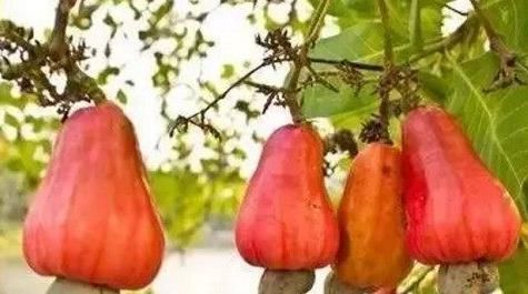 腻害|世间这8种奇葩水果,我就吃过一种,你要是全部都吃过,就腻害了