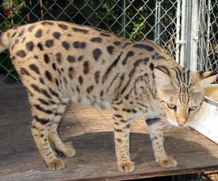 俄罗斯猪人是真的吗认识那些真实存在的杂