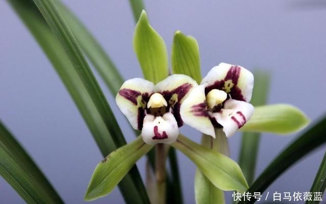 冷弃幽芳|不因秋冷弃幽芳。请欣赏七绝.咏秋兰