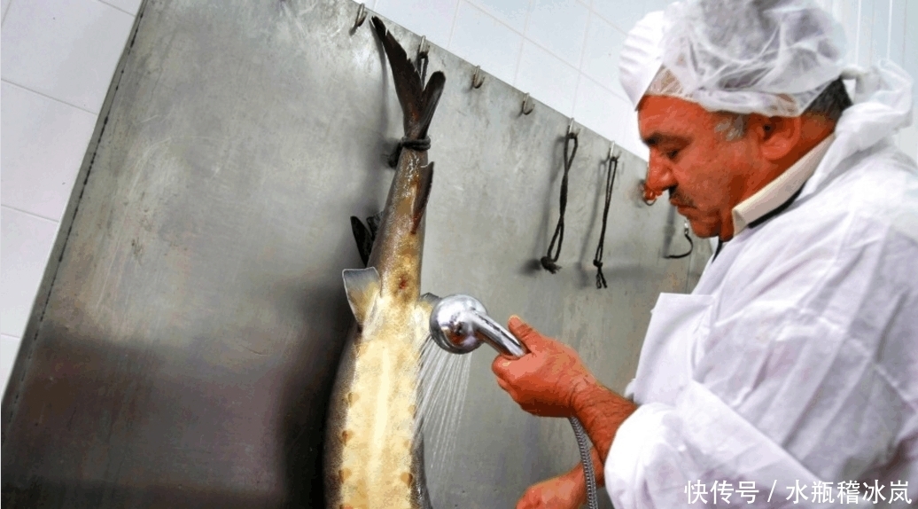 生产|富豪们最爱的食物之一, 价格昂贵, 生产过程却相当残忍