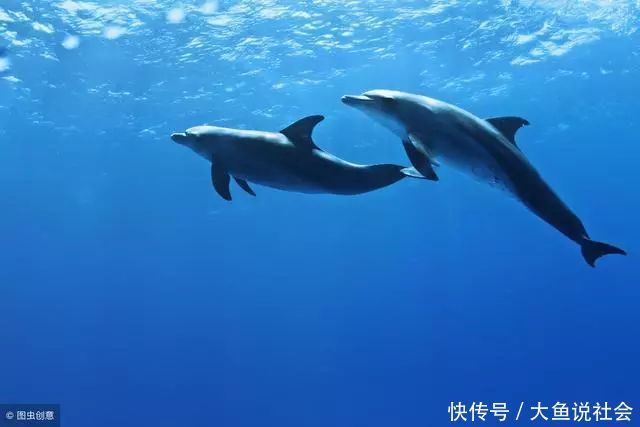  遇险|受伤海豚被男船员救下，3年后为遇险船员舍命引航