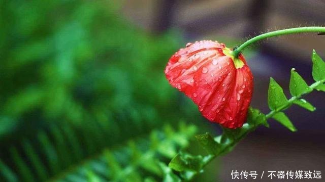 长久|“惹不起的几星座”,不管男女,以后都会家庭幸福婚姻长久