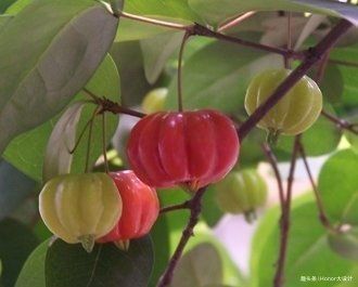 食用|印度特有的3种水果,印度根菜、变色果、一号芒果,见过的人不多