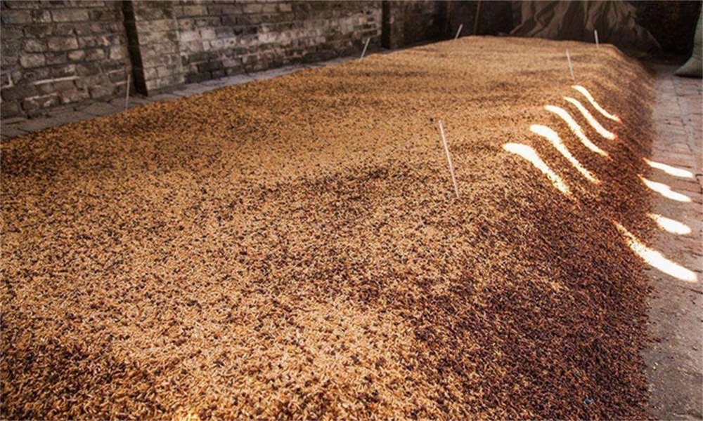 过程中|酿酒温度怎么控制?真全粮烧酒设备