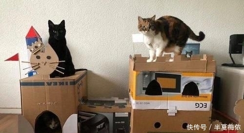 豪华|有才!外国网友用废纸箱,给喵星人打造豪华城堡