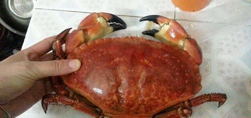 无缘|世界上最大的4种螃蟹,面包蟹无缘,帝王蟹在“它”面前是弟弟