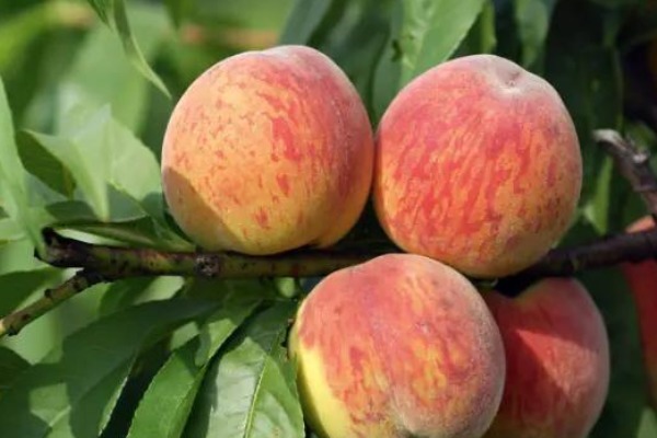 小窍门|买桃子就挑“公”的买,老果农教你4个挑选小窍门,一挑一个准!