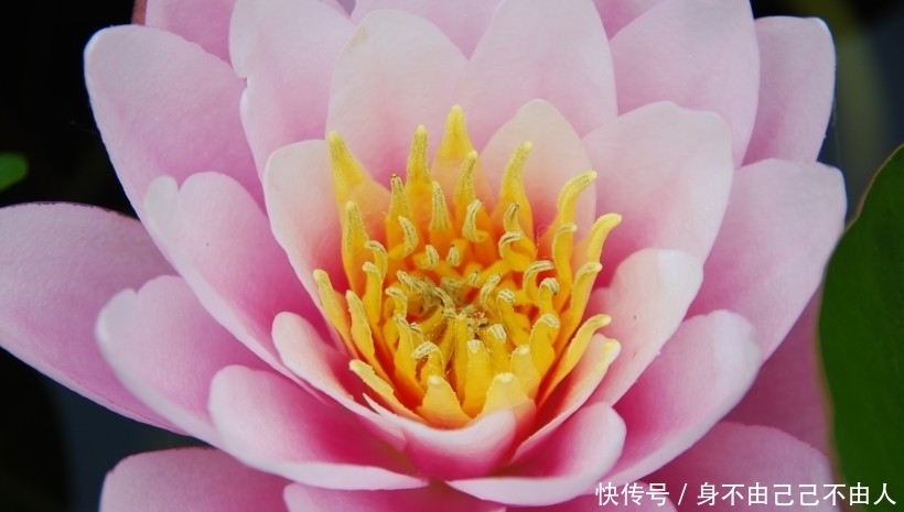 生肖|预计一周内,缘分与桃花抓住时机,守望幸福爱情的四大生肖!