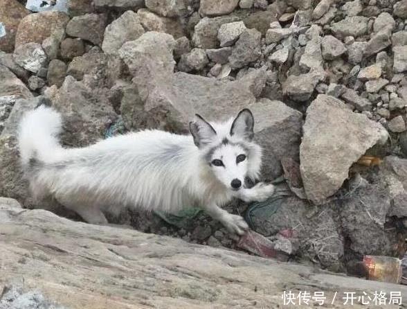  变异|“第一次在长白山遇见白狐，这代表什么？”哈哈哈不会是变异狗吧