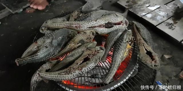 成功|最“成功”的入侵生物,中国人都不敢吃,在印度就被吃到灭绝