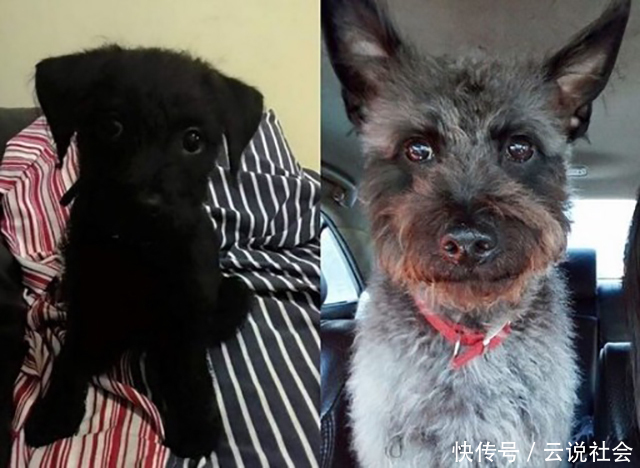 小黑狗一年换一个样,5年后毛色大变!主人: