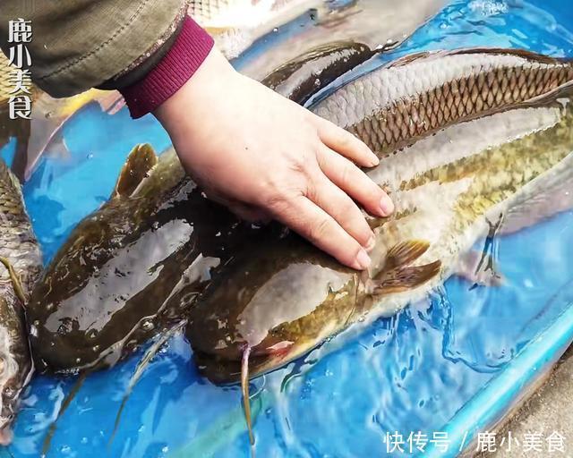 营养|鱼肉营养,但这“3种鱼”最好少给小孩吃,对身体无益,还伤肠胃