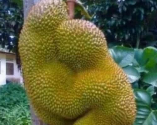 奇葩|这些“成精”的水果,忍了榴莲与苹果,这草莓你是要下蛋吗