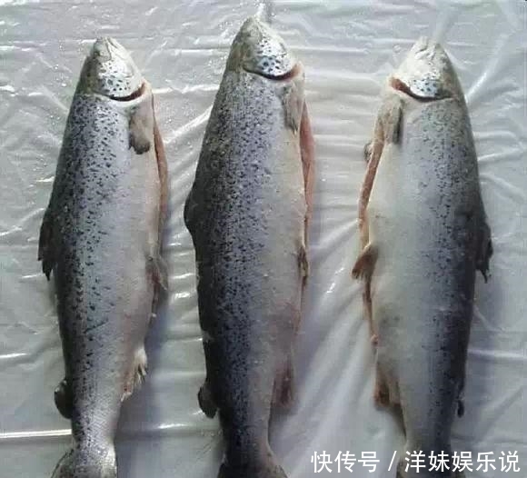 海鲜|海鲜大全, 你能认出多少