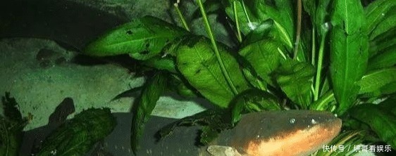 食人鱼|亚马逊河横着走的顶级杀手,食人鱼躲着走,鳄鱼只能选择同归于尽