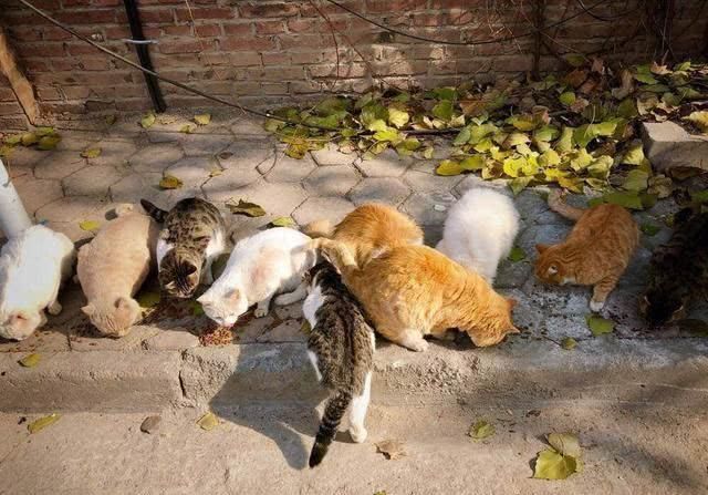 猫咪|收养流浪猫是好事学会正确的收养流浪猫