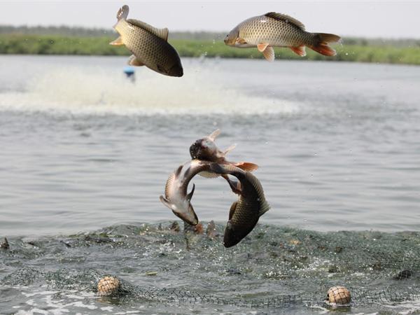 经完全消失|曾经的“长江一霸”,如今却无奈出国,到别国“求生存”