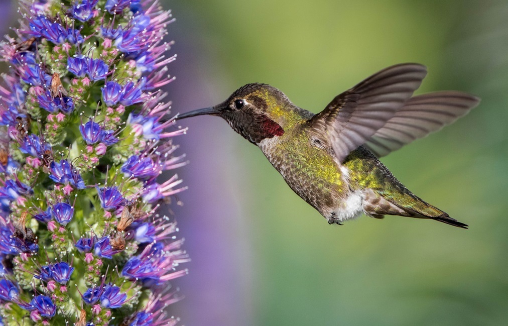  世界|世界上最小的鸟和蜜蜂差不多大，身体长度不超过5厘米，非常轻