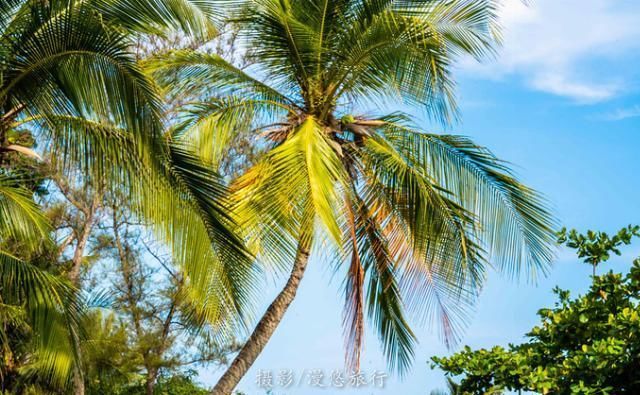 爱上读书馆|三亚,一个去了就不想走的城市4天3晚,带你玩转三亚精华