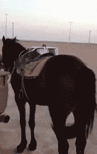  妈妈|搞笑GIF：儿子托梦告诉我，这个妈妈他一定要得到