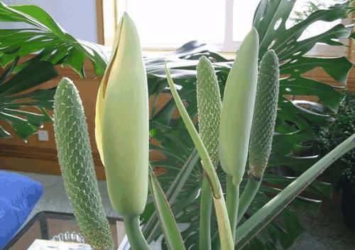 水果|看看迪拜的土豪每天吃什么水果,我一种都没见过,更买不起