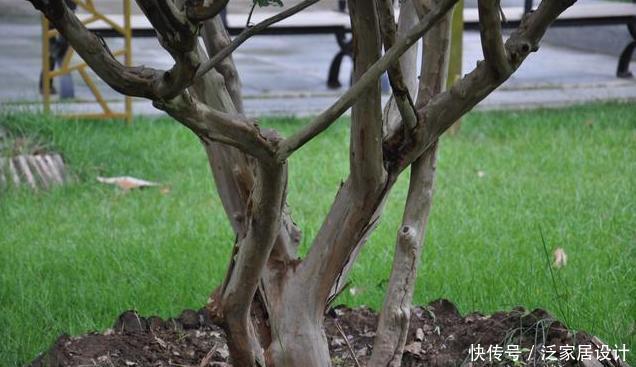  超长|花期超长的两种木本花卉，一种适合南方一种适合北方