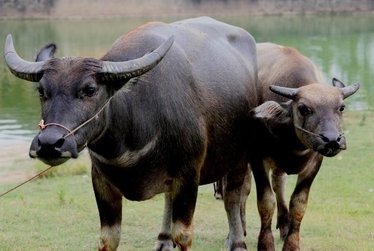 夫妻|属牛人和这两大生肖做夫妻,再穷也早富,数钱不累!