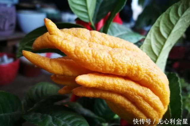 好吃|清香奇特的佛手,别致又好吃