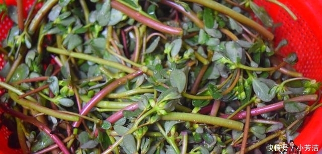 遍地|农村遍地是的马齿览,加上6只鸡蛋锅里一炒,又好吃又下饭