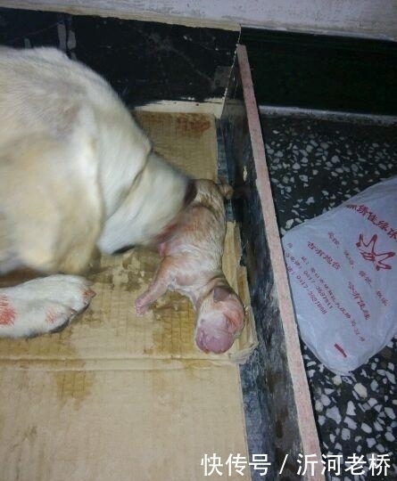 敲门|狗狗半夜多次敲门,女主人却没开,第二天开门看眼前一幕令她泪崩