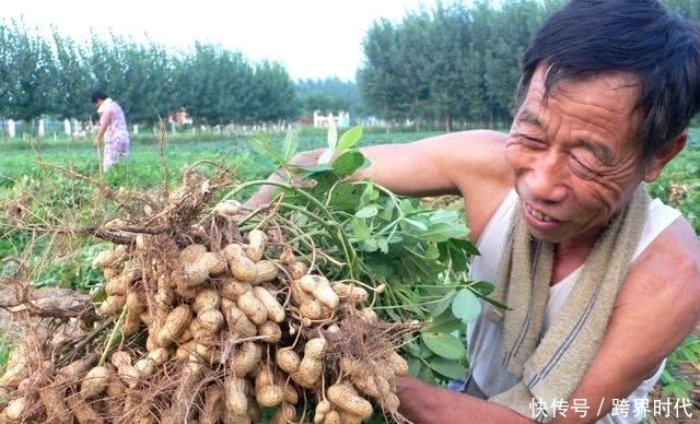 油炸花生|花生是吃生的好还是熟的好?吃错了可能会帮倒忙!