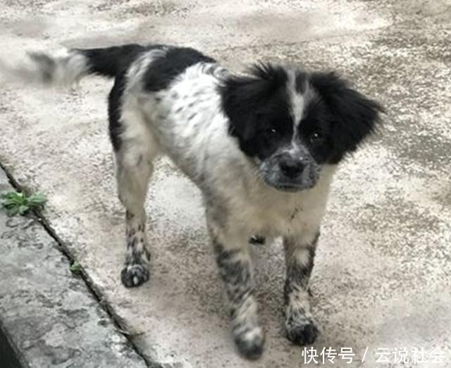  流浪狗|流浪狗跟随女孩半个小时甩都甩不掉，看着它懂事的样子又于心不忍