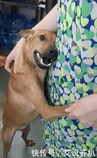 主人|狗狗从屠宰场被救出,在看到主人的那一刻