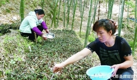 金线莲|价格年年涨,野生的曾卖上万元1斤,很多人去采挖,种植的人很少