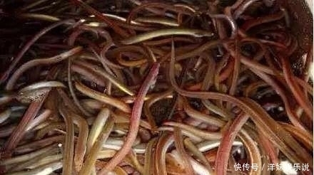 海鲜|海鲜大全, 你能认出多少