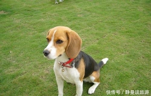 比格|关于比格犬你知道多少?怎么饲养比格犬?