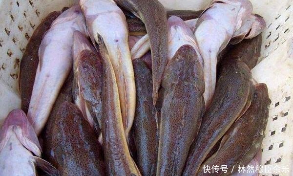 不值钱|潮汕人超爱吃的这种鱼,在国内不值钱,一出口就变成了高档鱼类!