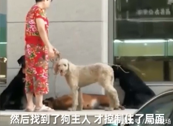  主人|医院突然窜出4条无绳恶犬，接连咬伤5名路人，狗主人：我会赔钱！