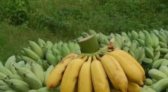 形态|水果的原始形态,面对这样的西瓜,夏天你还会想喝西瓜汁吗