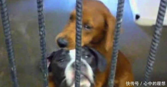 另一只|两只狗狗即将被安乐死, 一只抱着另一只: 我搂着你呢, 不要怕!