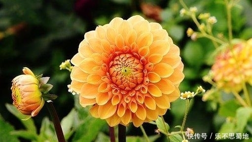 心软|脾气大、但很好哄的星座女,性格纯真,给点甜头就心软