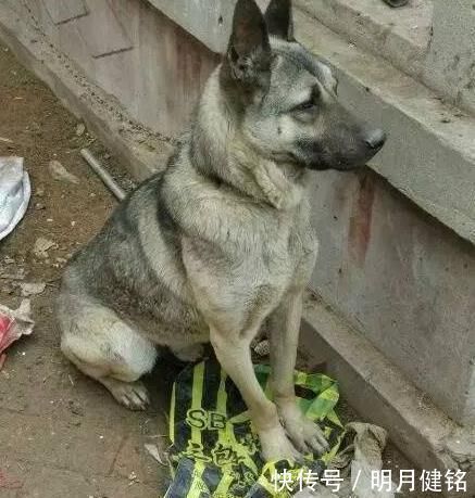 狗贩子|400元从狗贩子手里买来“土狗”,朋友看到最后说我赚大了