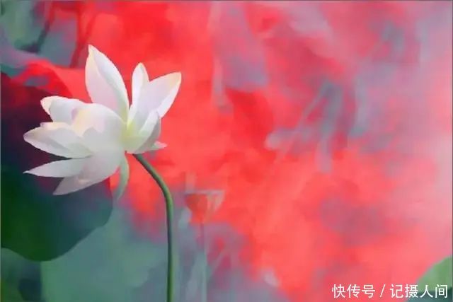  莲花|一个老外拍的荷花，惊艳